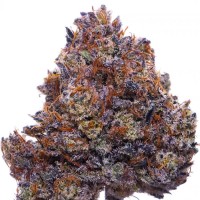 Purple Haze