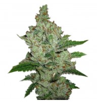 Super Lemon Haze