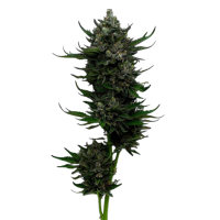 OG Kush Auto