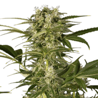 Lemon Juice Express Auto
