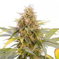 Chocolate Mint OG Auto