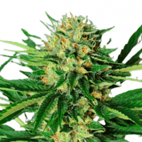 Dr. Greenthumbs Em-Dog By B-Real