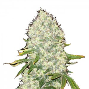 WHITE WIDOW