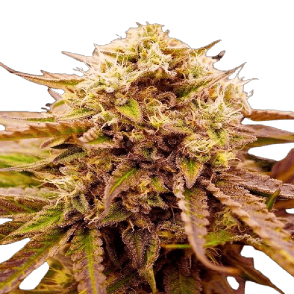 Семена конопли  Appalachian Kush - World of Seeds