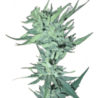 AUTO CHEESE 