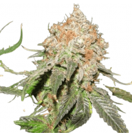 AUTO JACK HERER