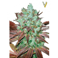 Auto NHL DIESEL