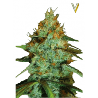 ORIGINAL LIMONADE SKUNK