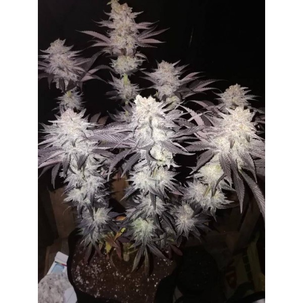 Насіння коноплі  ELEVEN ROSES  - Delicious seeds