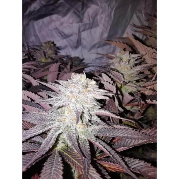 Насіння коноплі  ELEVEN ROSES  - Delicious seeds