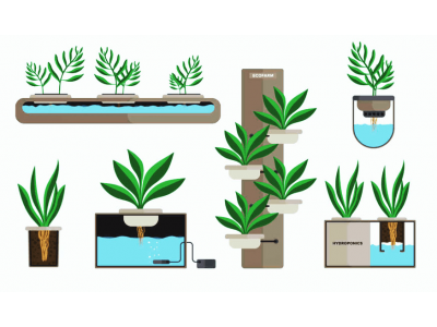 Налаштування системи гідропоніки для вирощування канабісу: техніка живлення у плівці (NFT)