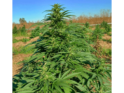 Коли переносити рослини у відкритий ґрунт