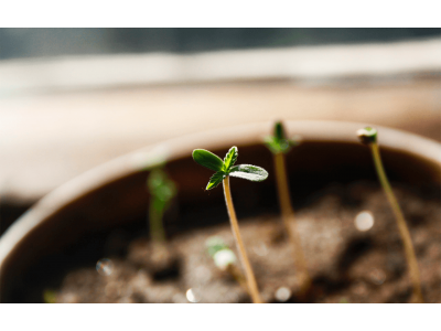 Як правильно пророщувати насіння коноплі ?