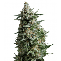 CBD Anesthesia