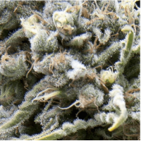 Auto CBD White Widow 