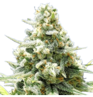 Amnesia Lemon
