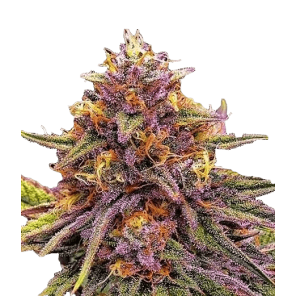 Насіння коноплі Gelato 41- Seedstockers