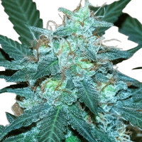 Auto Bruce Banner