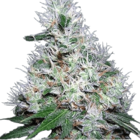 Auto Bubble Gum