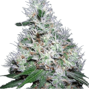 Auto Bubble Gum