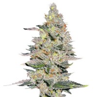 Auto Fastberry