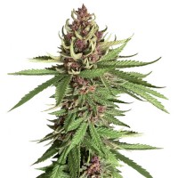 Auto Girl Scout Cookies