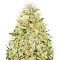 Auto Somango