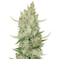 Auto Sour Diesel