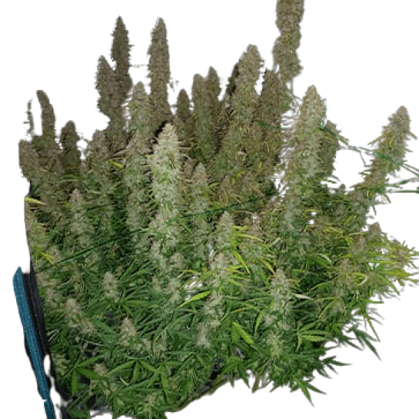 Семена конопли  Auto Big Bud - Spain