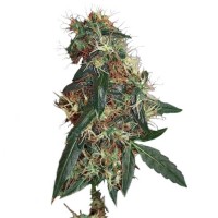 CBD Compass