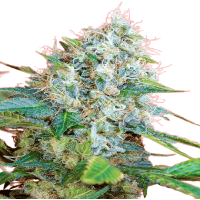 Green Poison 