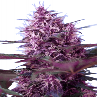 Auto Red Poison