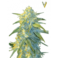 Auto NORTHERN LIGHT