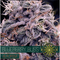 Auto Blueberry Bliss
