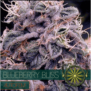 Auto Blueberry Bliss