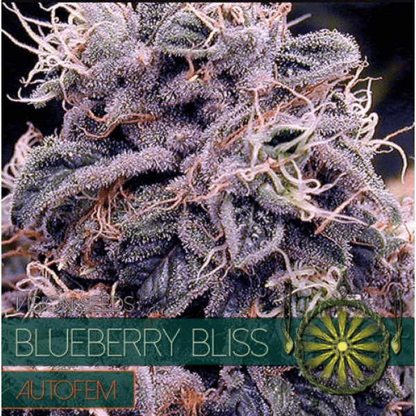 Насіння коноплі Auto Blueberry Bliss - Vision Seeds