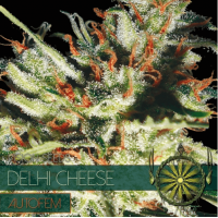 Auto Delhi Cheese