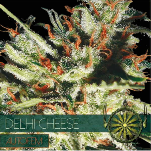 Насіння коноплі Auto Delhi Cheese - Vision Seeds