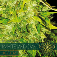 Auto White Widow