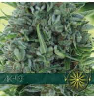 AK 49