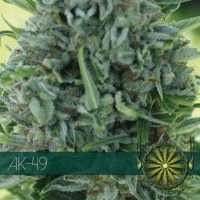 AK 49