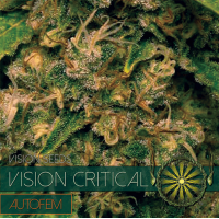 Auto Vision Critical 