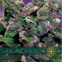 Auto La Blanca Gold 
