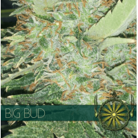 Big Bud