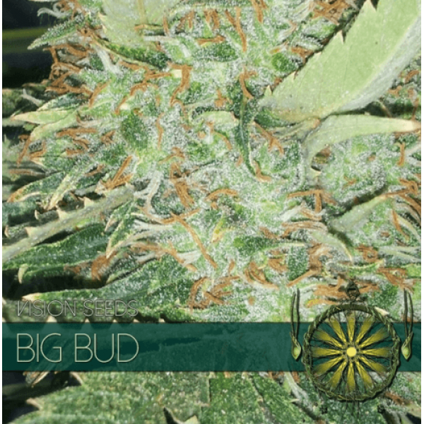 Насіння коноплі  Big Bud - Vision Seeds
