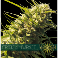 Critical Impact