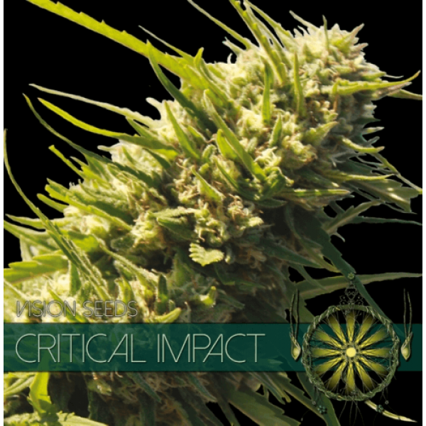 Семена конопли  Critical Impact - Vision Seeds