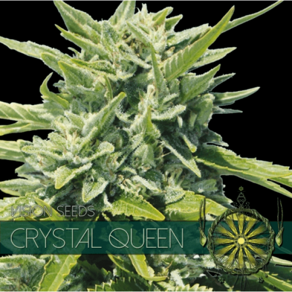 Насіння коноплі  Crystal Queen - Vision Seeds