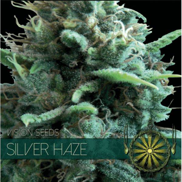 Насіння коноплі  Silver Haze - Vision Seeds