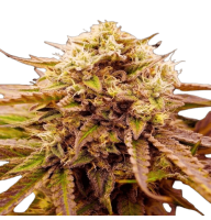 Appalachian Kush